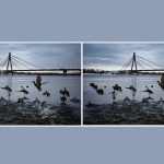 10 saniyede bir ördek fotoğrafındaki 3 farkı bulun: inanılmaz bulmaca