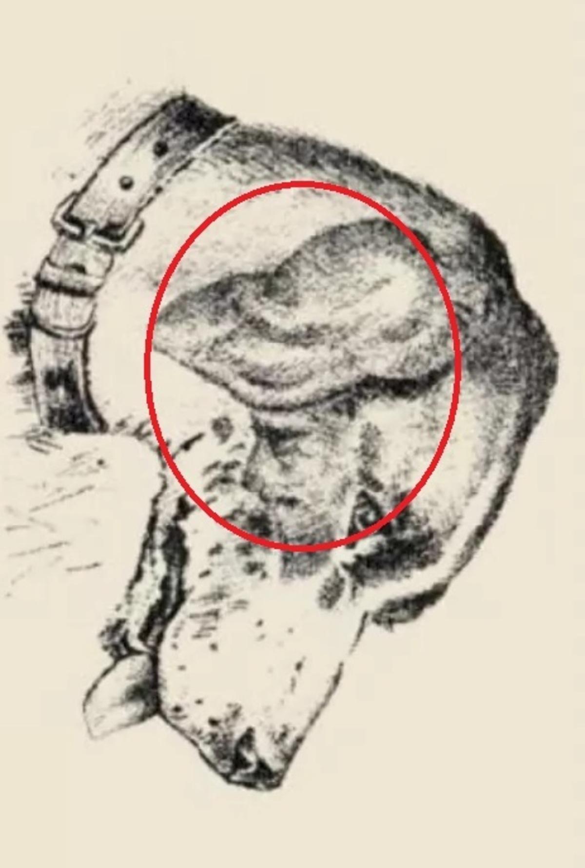 Köpeğin kulağında insan yüzü vardı / çizim safalta.com