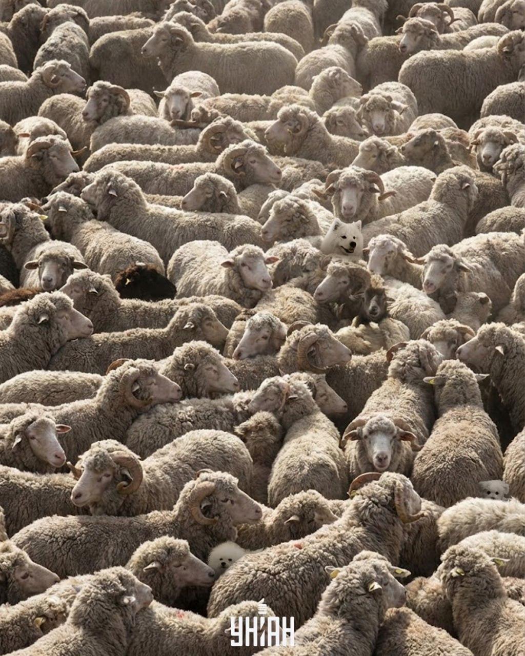 100 kişiden yalnızca üçte biri resimdeki tüm köpekleri 12 saniyede bulabiliyor: zor bir bulmaca