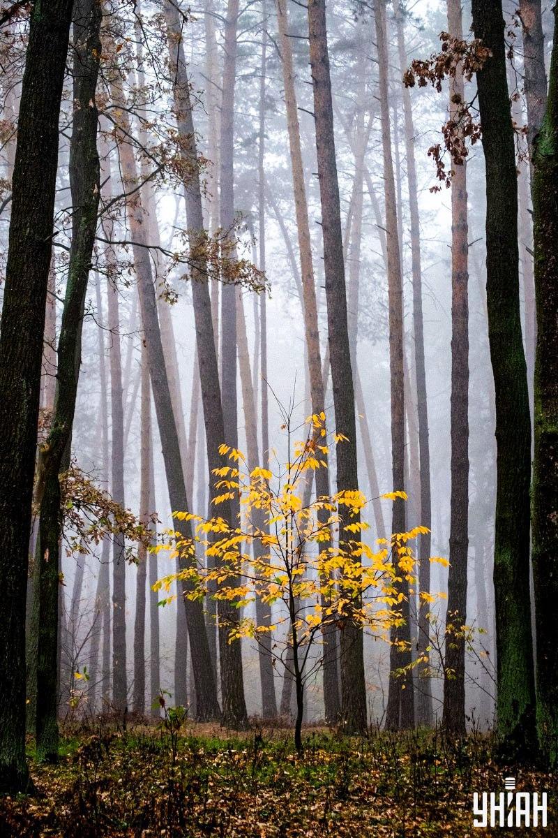 İnsanların yalnızca %2'si ormanda bir sincabı 12 saniyede bulabiliyor: inanılmaz bir optik yanılsama